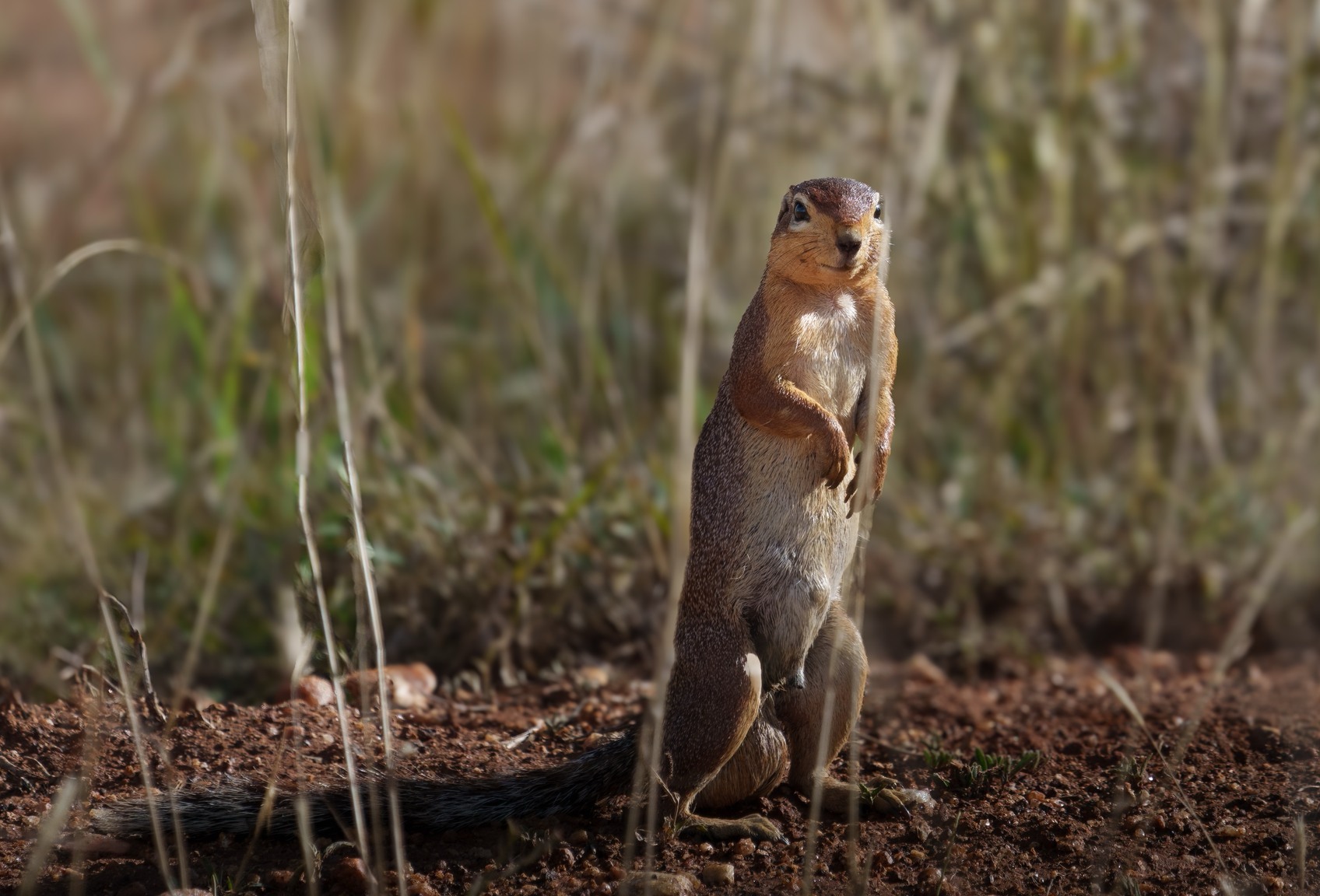 Unstriped ground squirrel